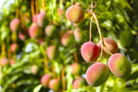 Mango fruit handing from tree