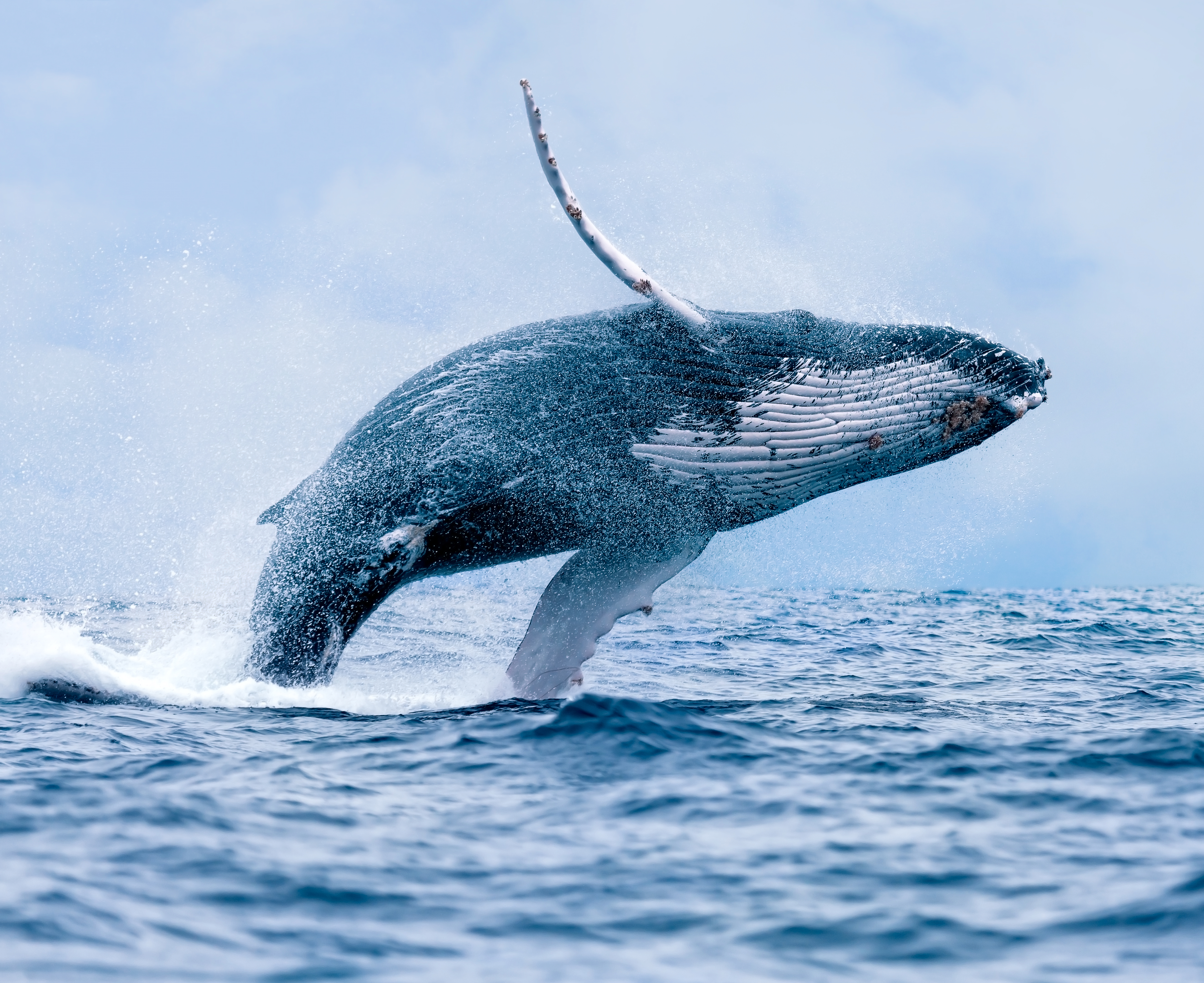 Whale making a jump out of the water