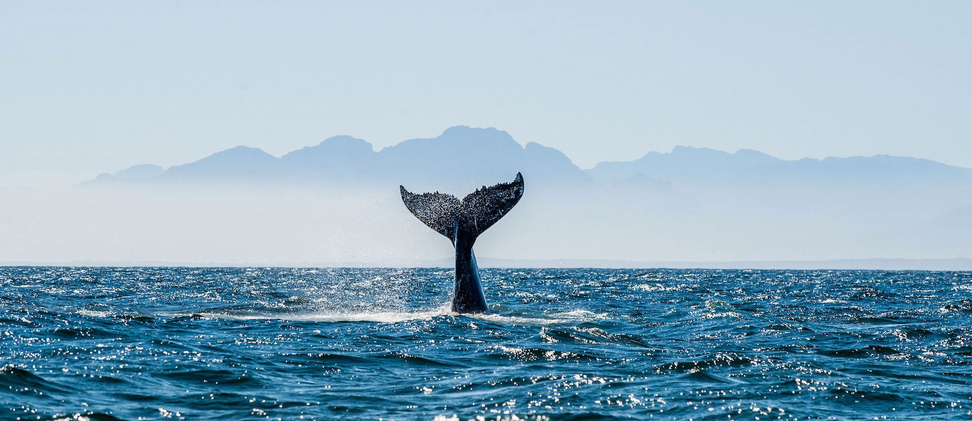 Whale tail popping out of the blue sea with mountains in the background